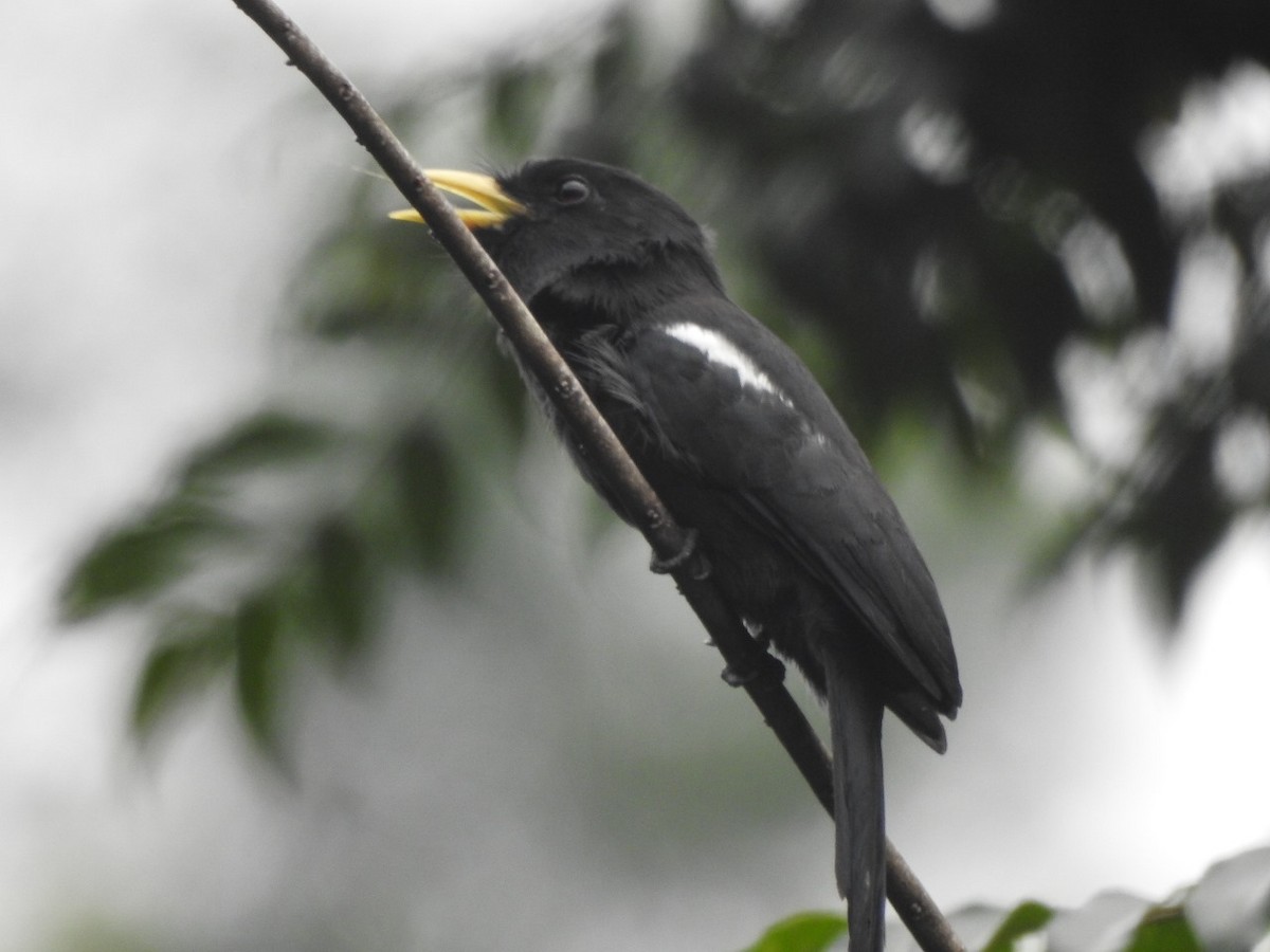 Yellow-billed Nunbird - ML623677473