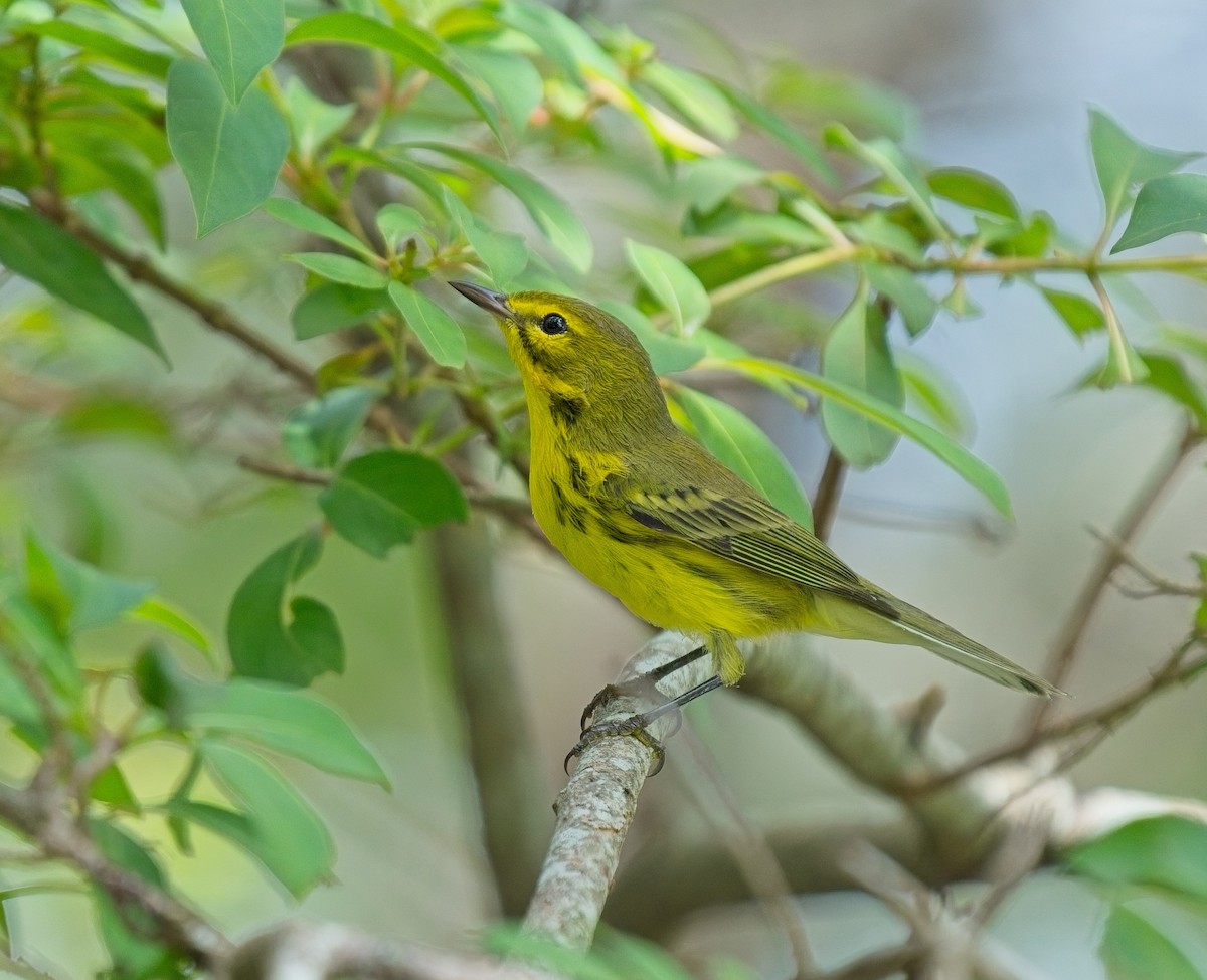 Prairie Warbler - ML623677489