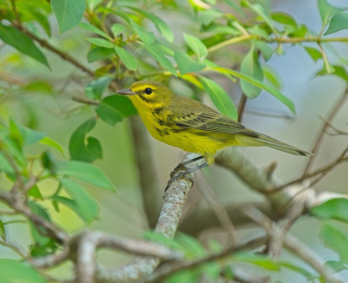 Prairie Warbler - ML623677491