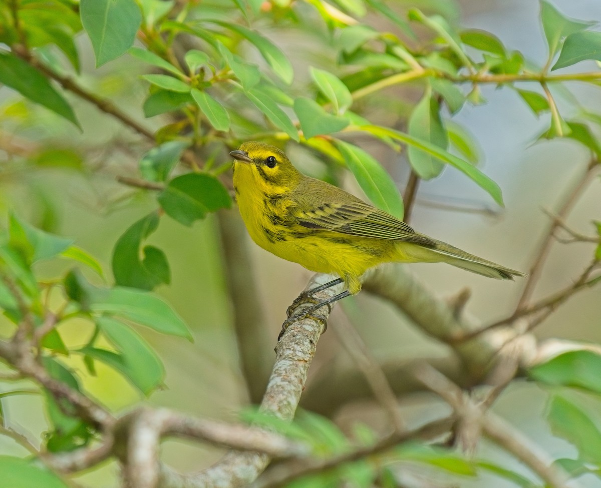 Prairie Warbler - ML623677492