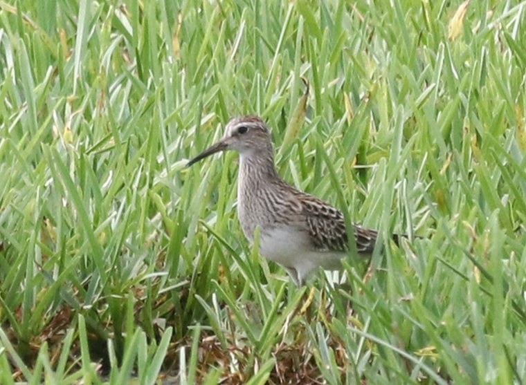 Graubrust-Strandläufer - ML623677558