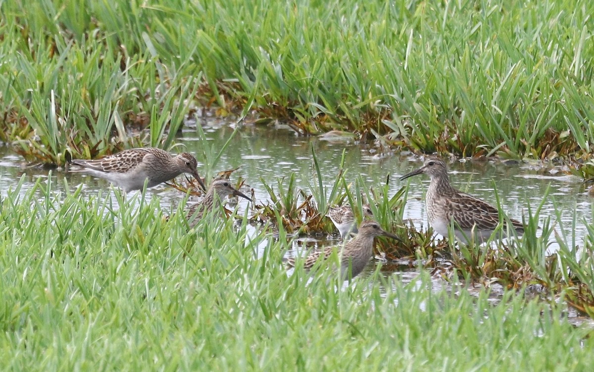 Graubrust-Strandläufer - ML623677559