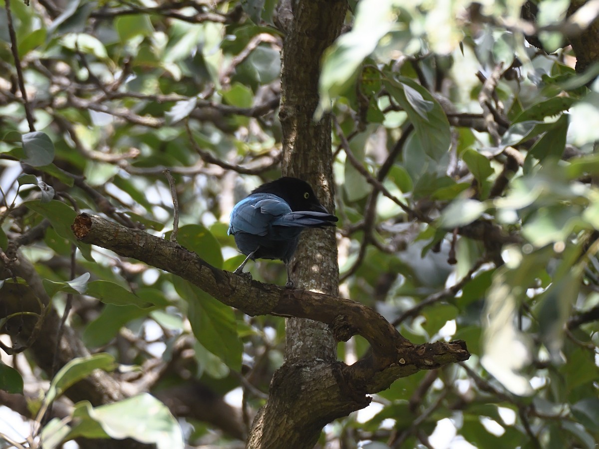 Bushy-crested Jay - ML623677570