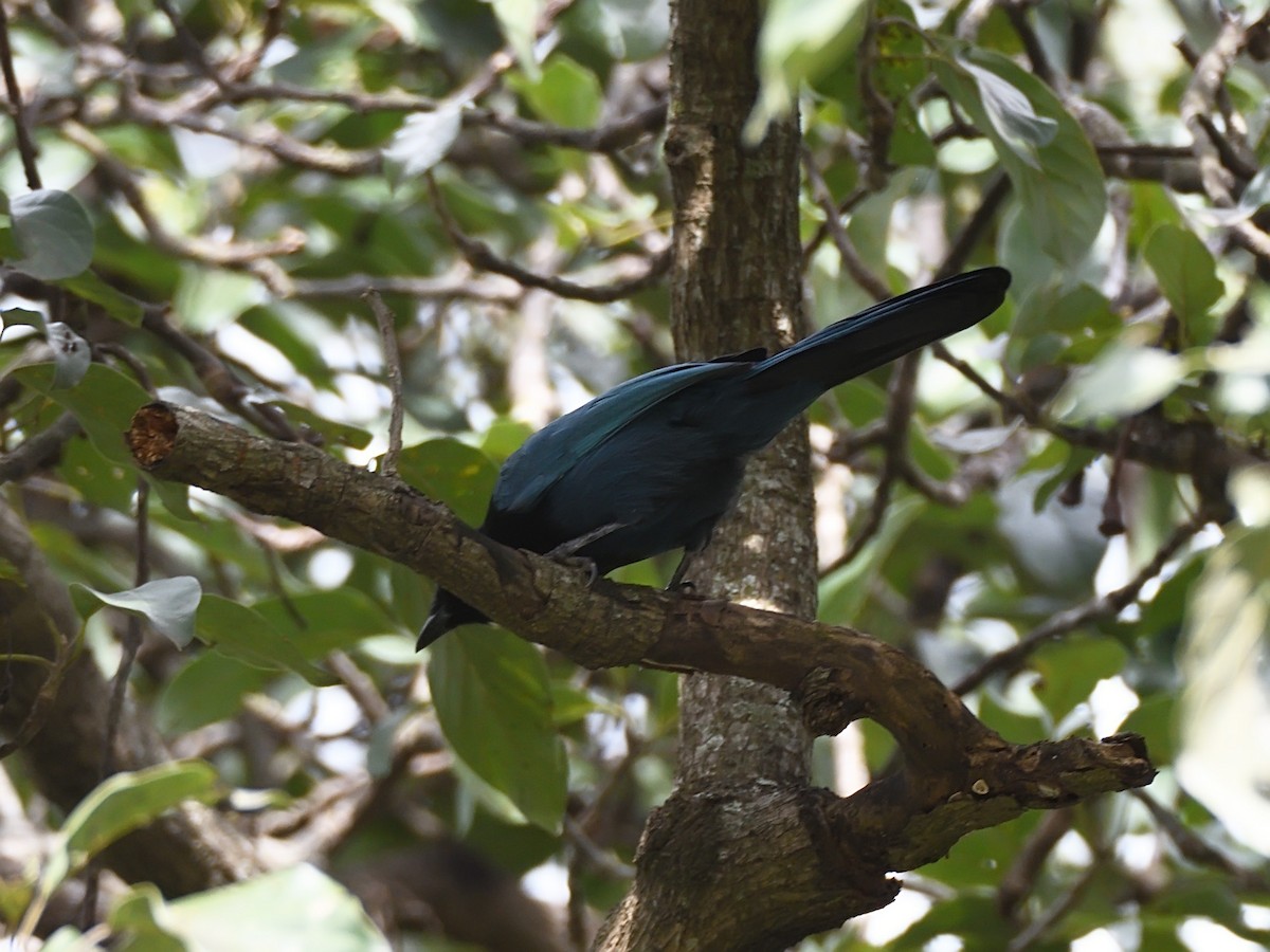 Bushy-crested Jay - ML623677571