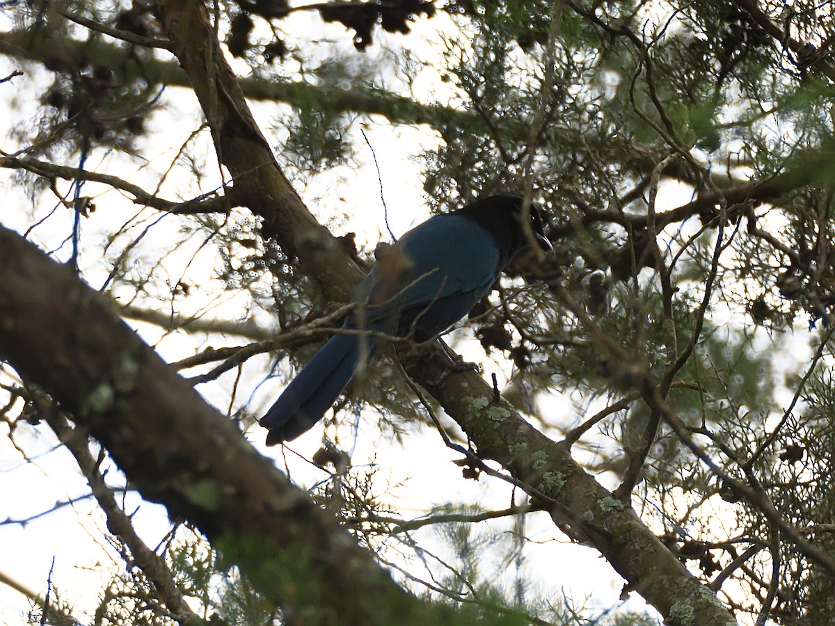 Bushy-crested Jay - ML623677572