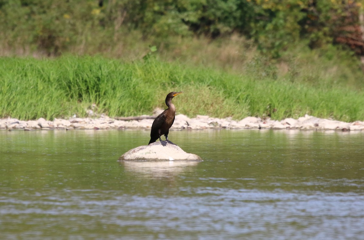 Double-crested Cormorant - ML623677582