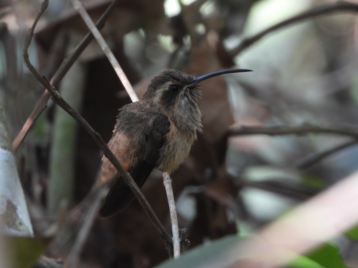 Dusky-throated Hermit - ML623677601