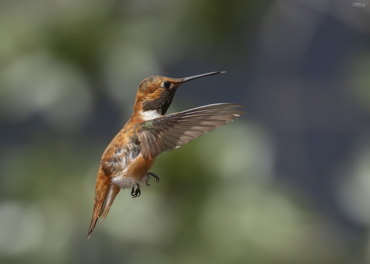 Rufous Hummingbird - ML623677621