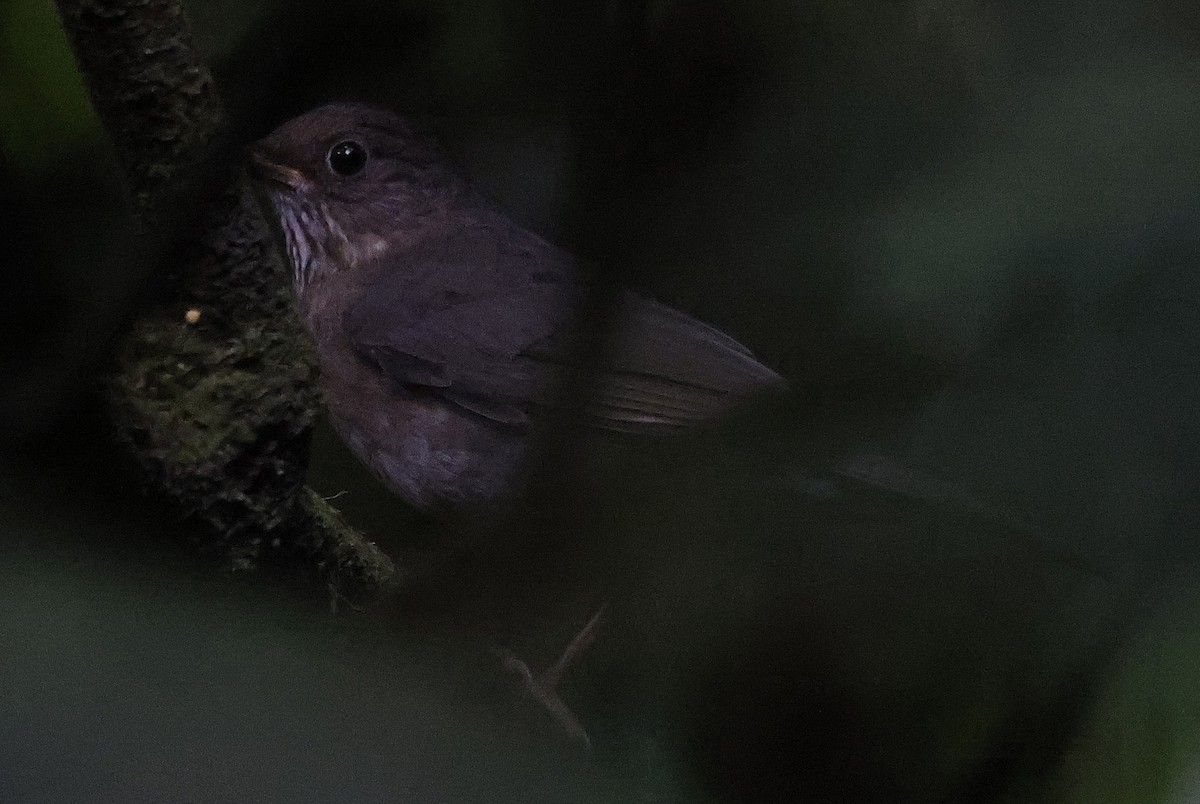 Andean Slaty Thrush - ML623677624