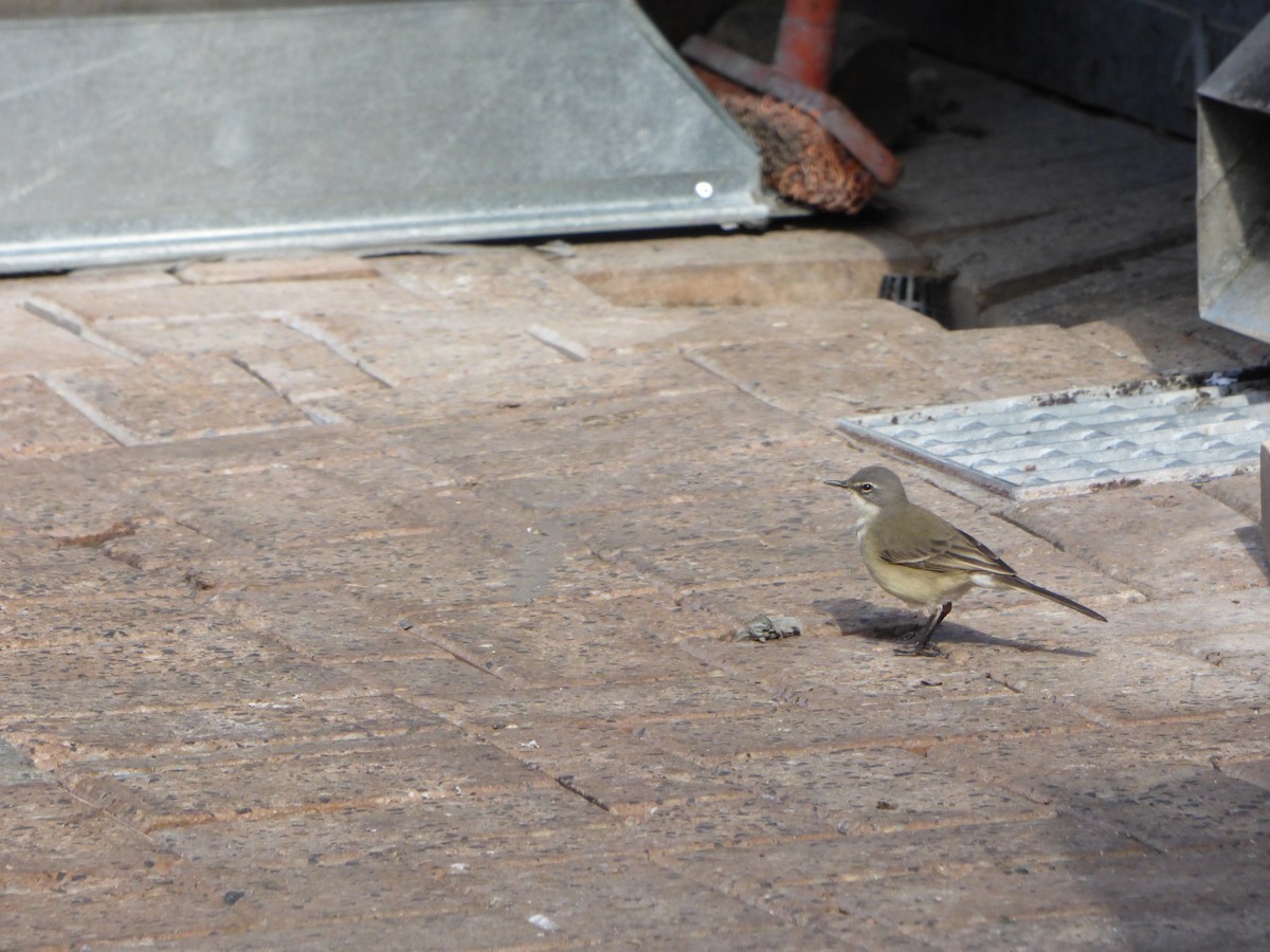 Cape Wagtail - Paul Cook