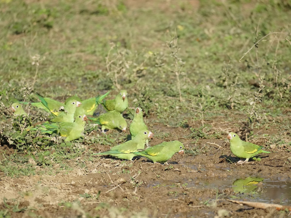 キカタインコ - ML623677632