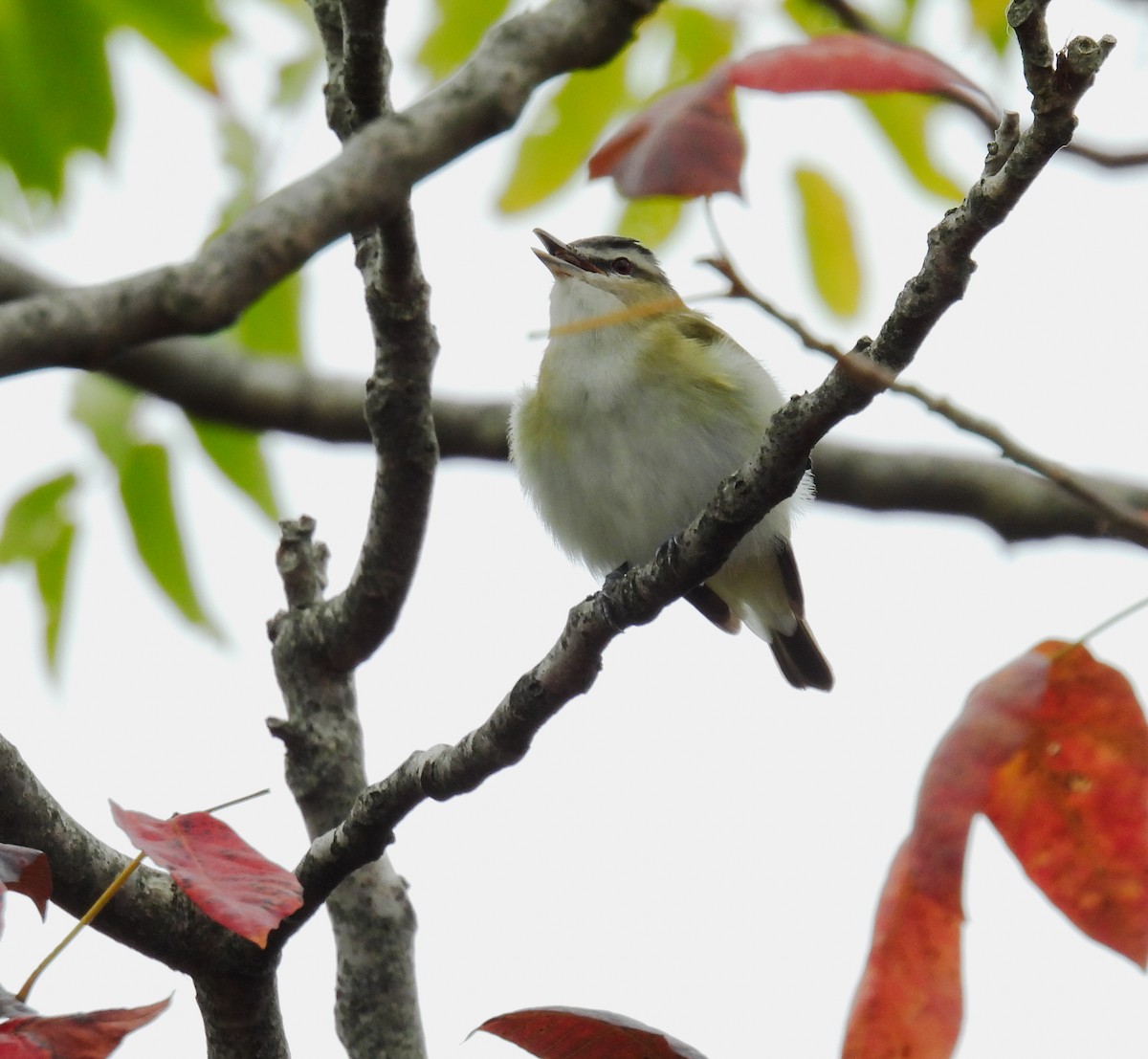 Red-eyed Vireo - ML623677640