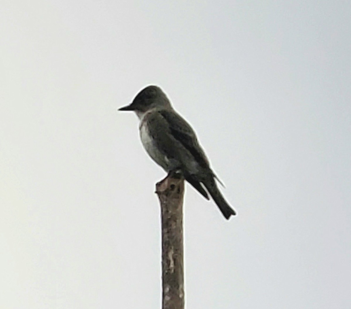 Olive-sided Flycatcher - ML623677656