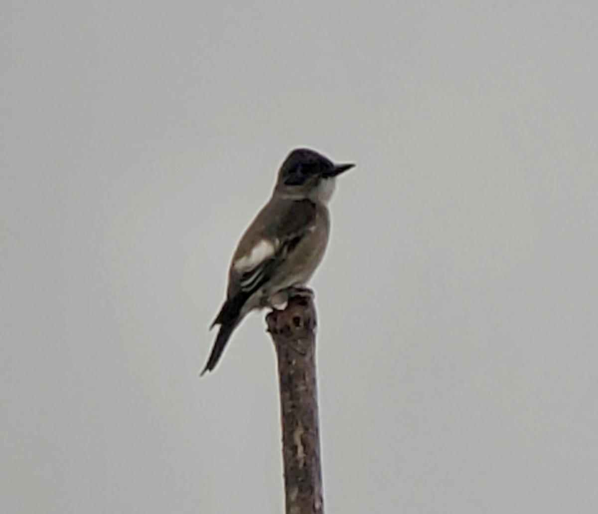 Olive-sided Flycatcher - ML623677657