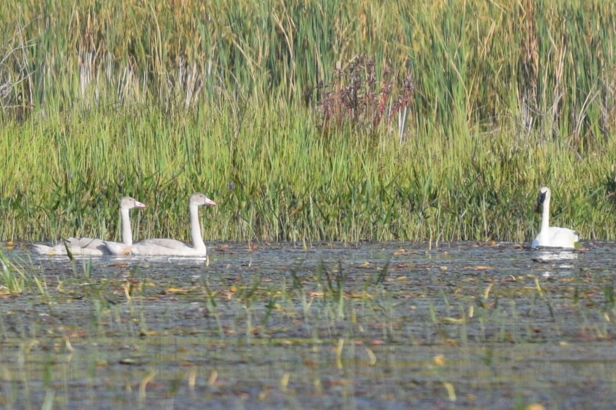 Trumpeter Swan - ML623677666