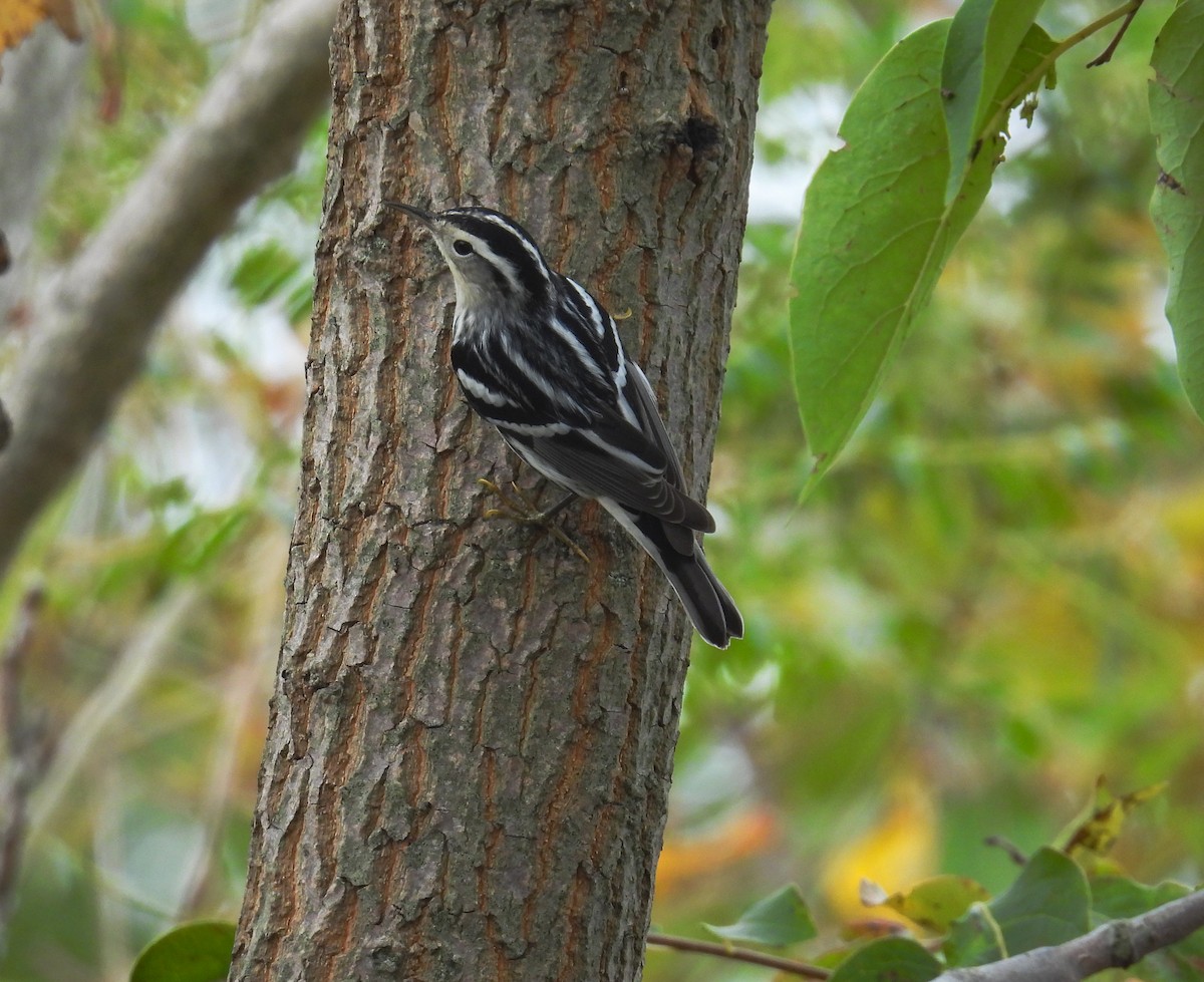 Black-and-white Warbler - ML623677668