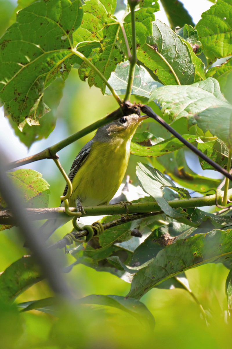 Magnolia Warbler - ML623677769