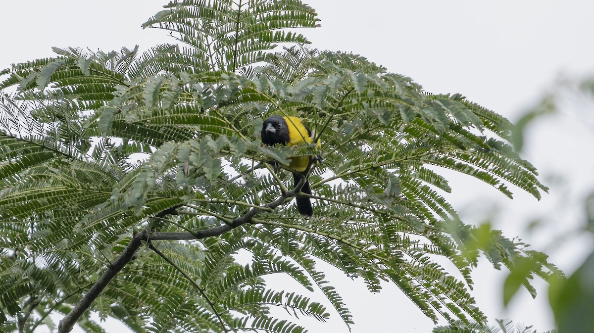 Черноголовый трупиал (dickeyae/nayaritensis) - ML623677773