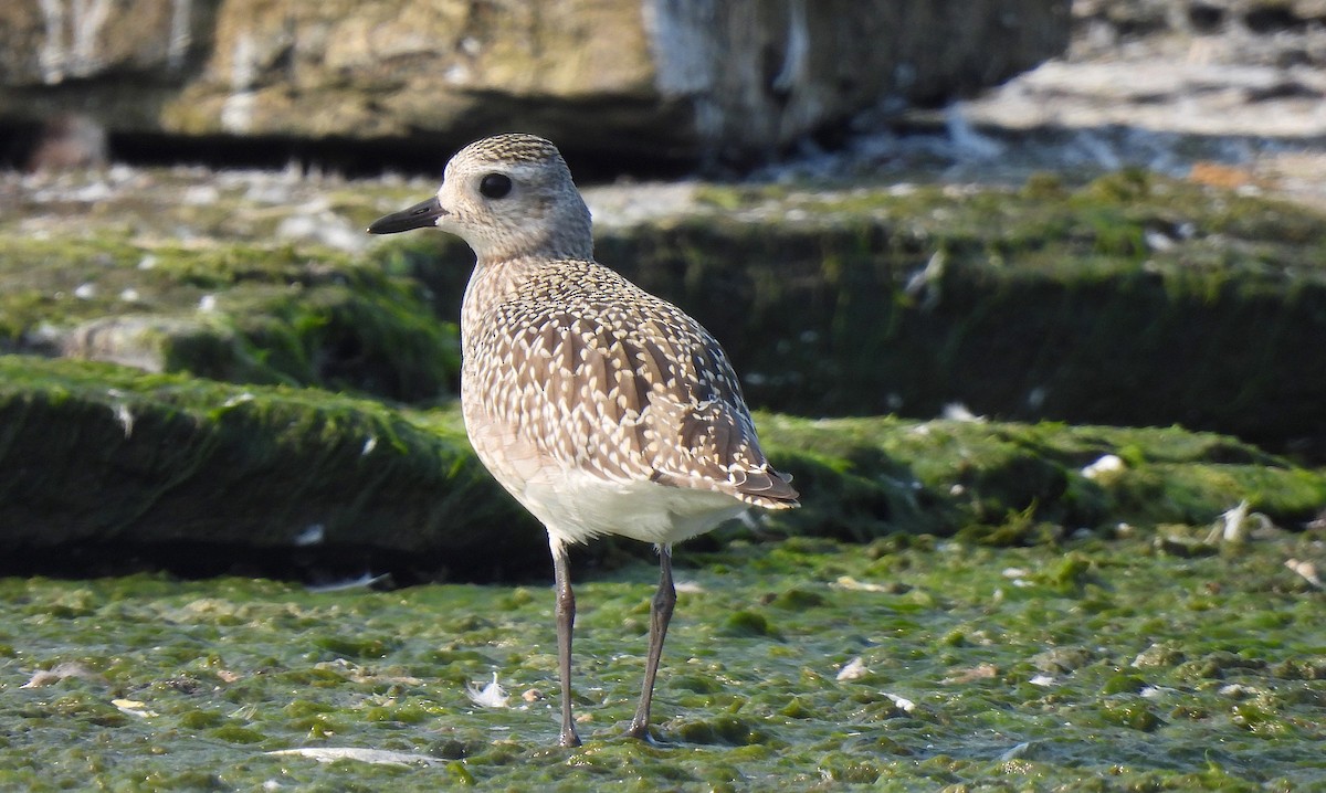 Black-bellied Plover - Dianne Croteau- Richard Brault