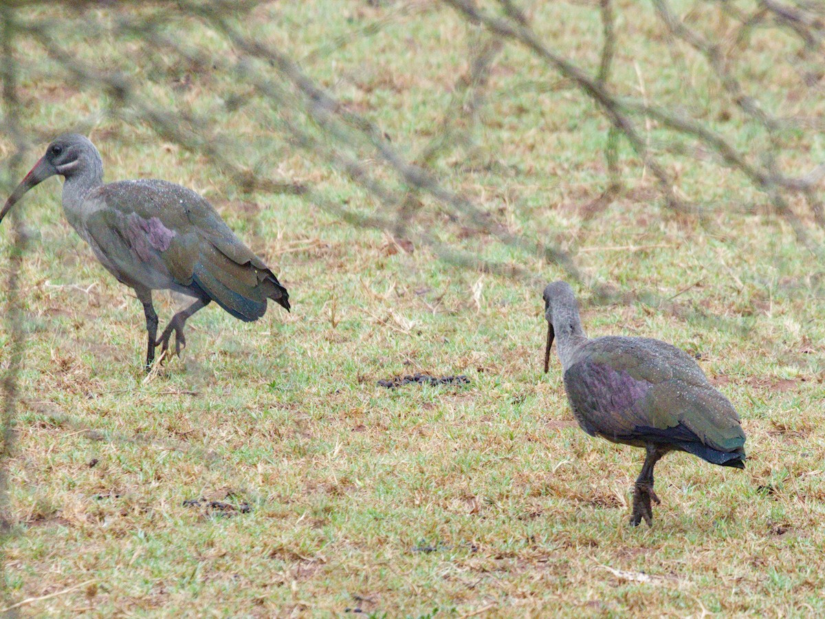 Hadada Ibis - ML623677878