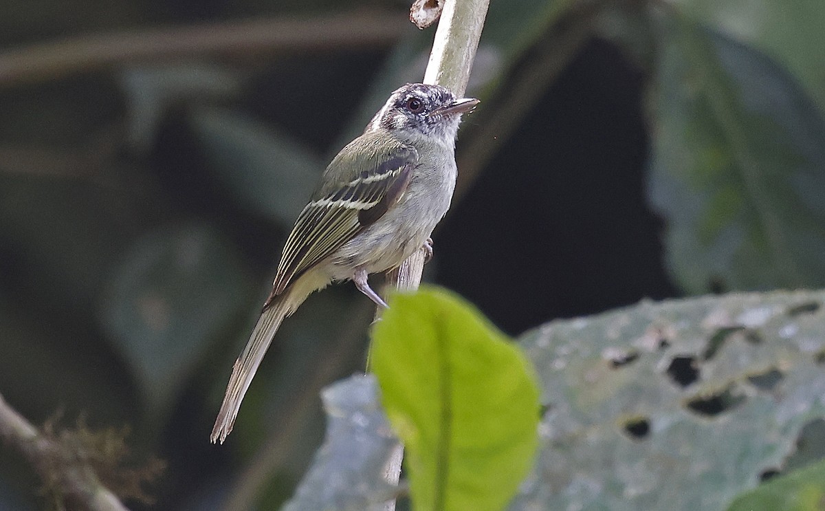 Marble-faced Bristle-Tyrant - ML623677883