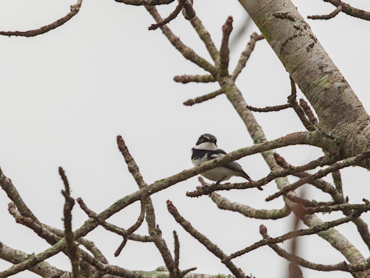 Chinspot Batis - ML623677889