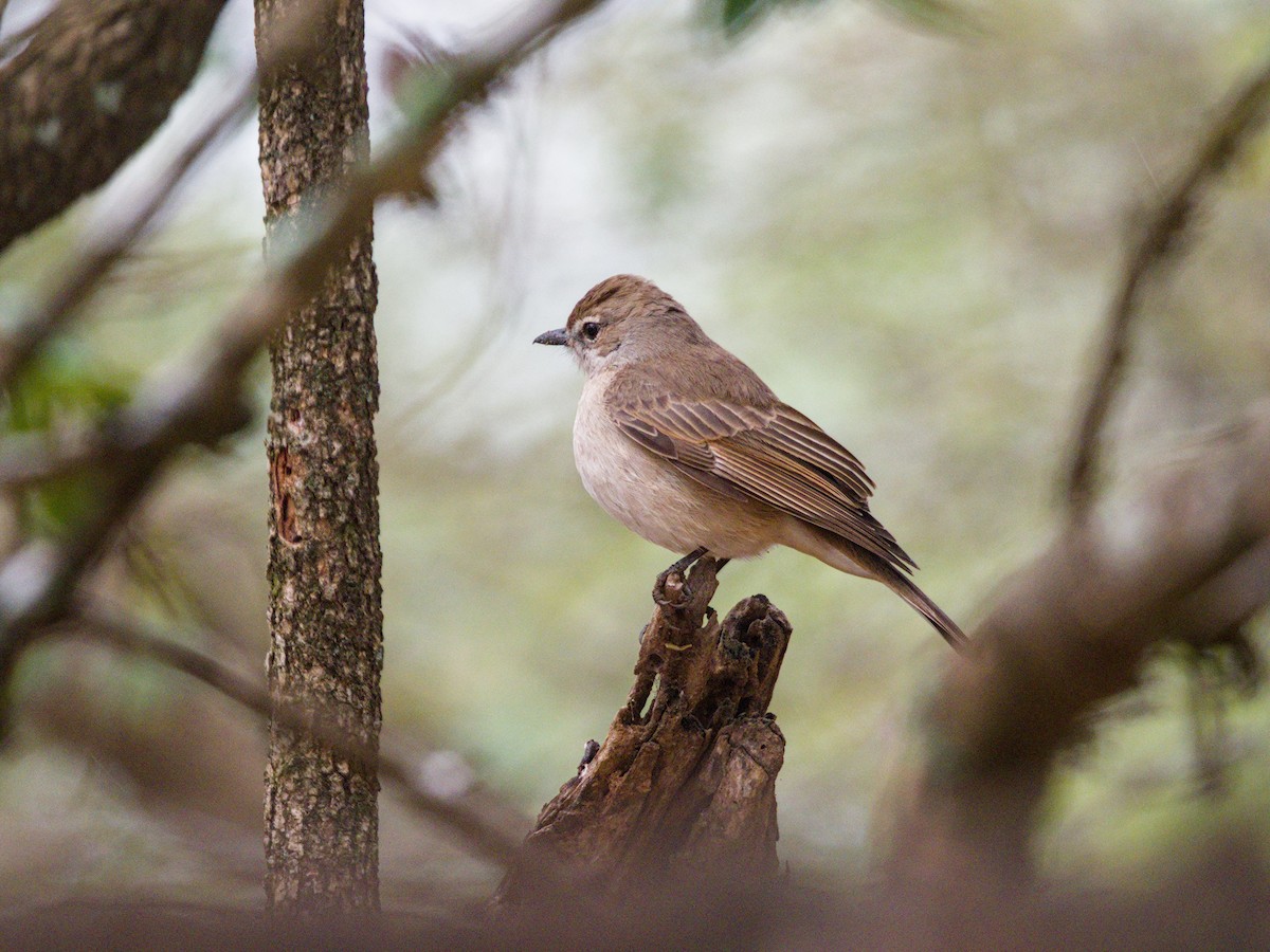 Pale Flycatcher - ML623677900