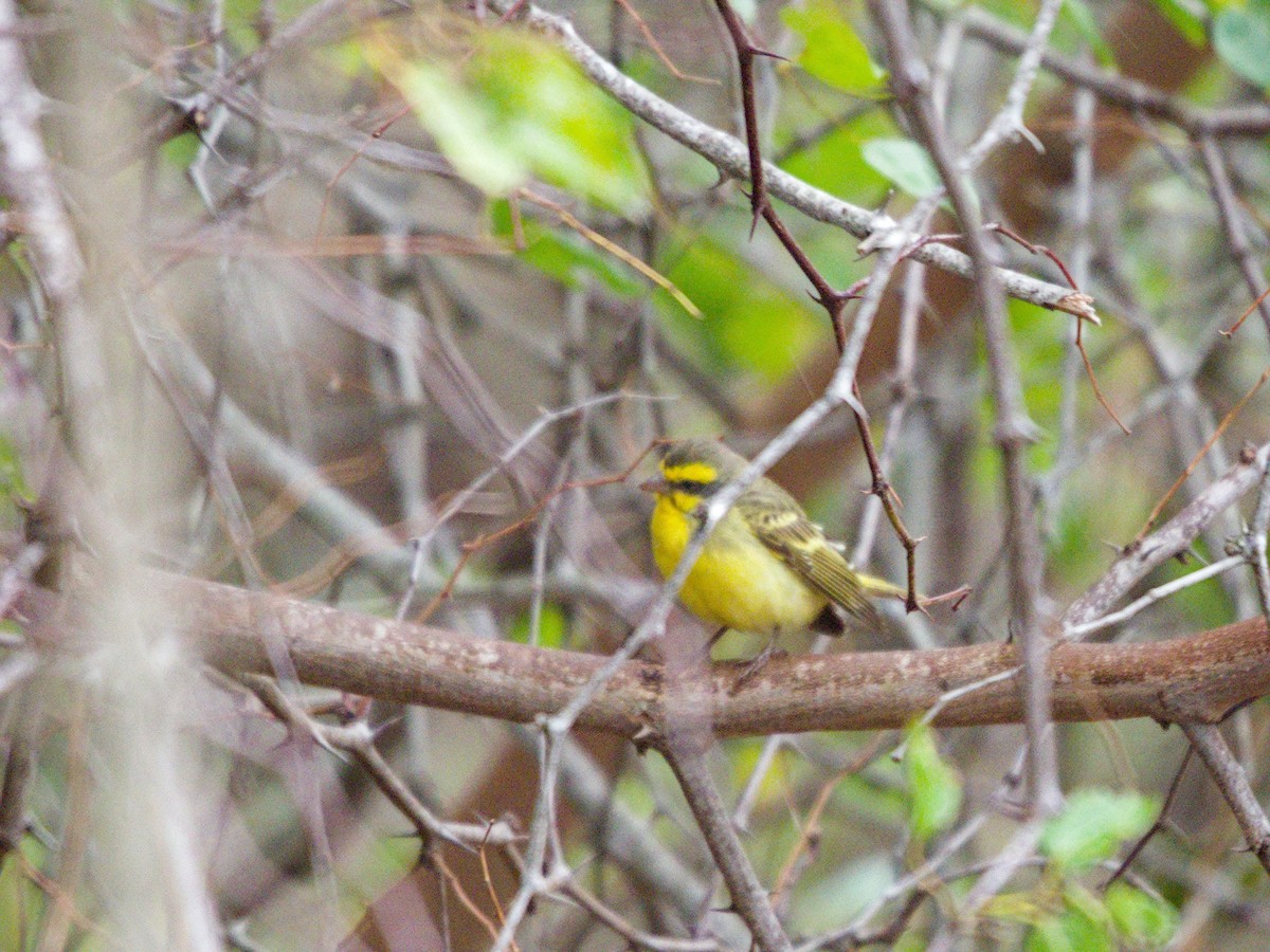 Yellow-fronted Canary - ML623677910