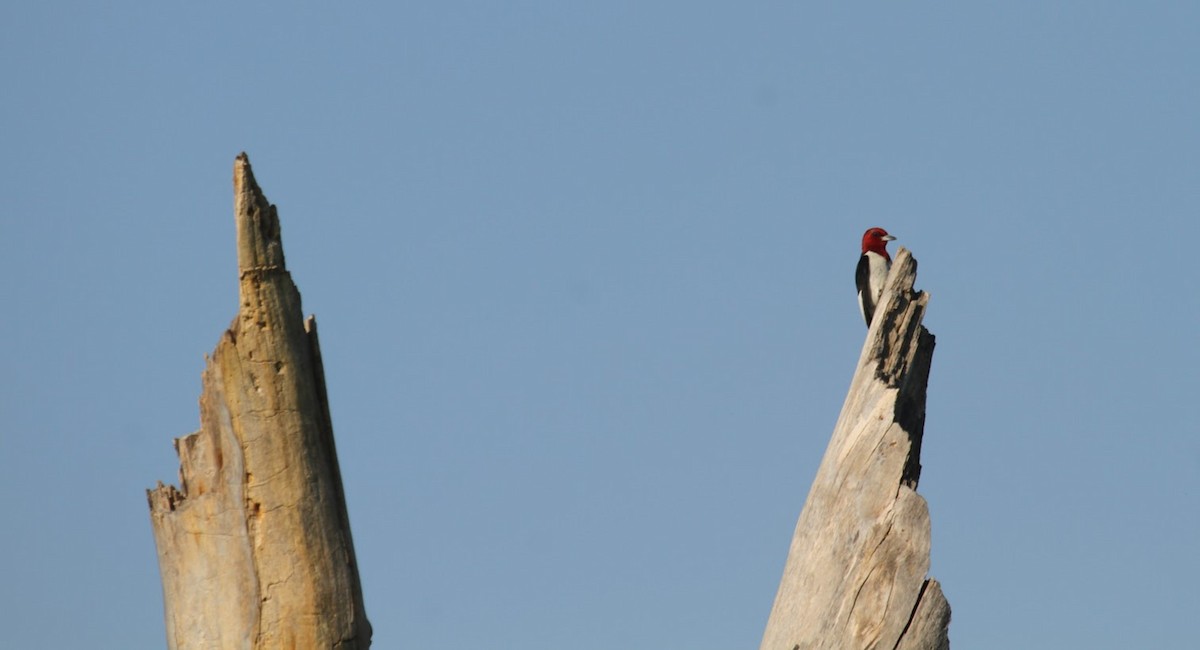 Red-headed Woodpecker - ML623677911