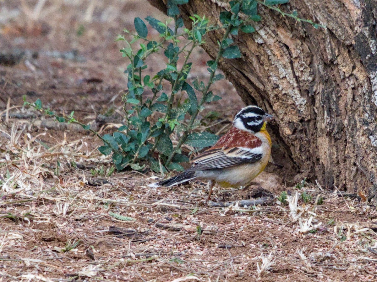 Golden-breasted Bunting - Justin de Vlieg