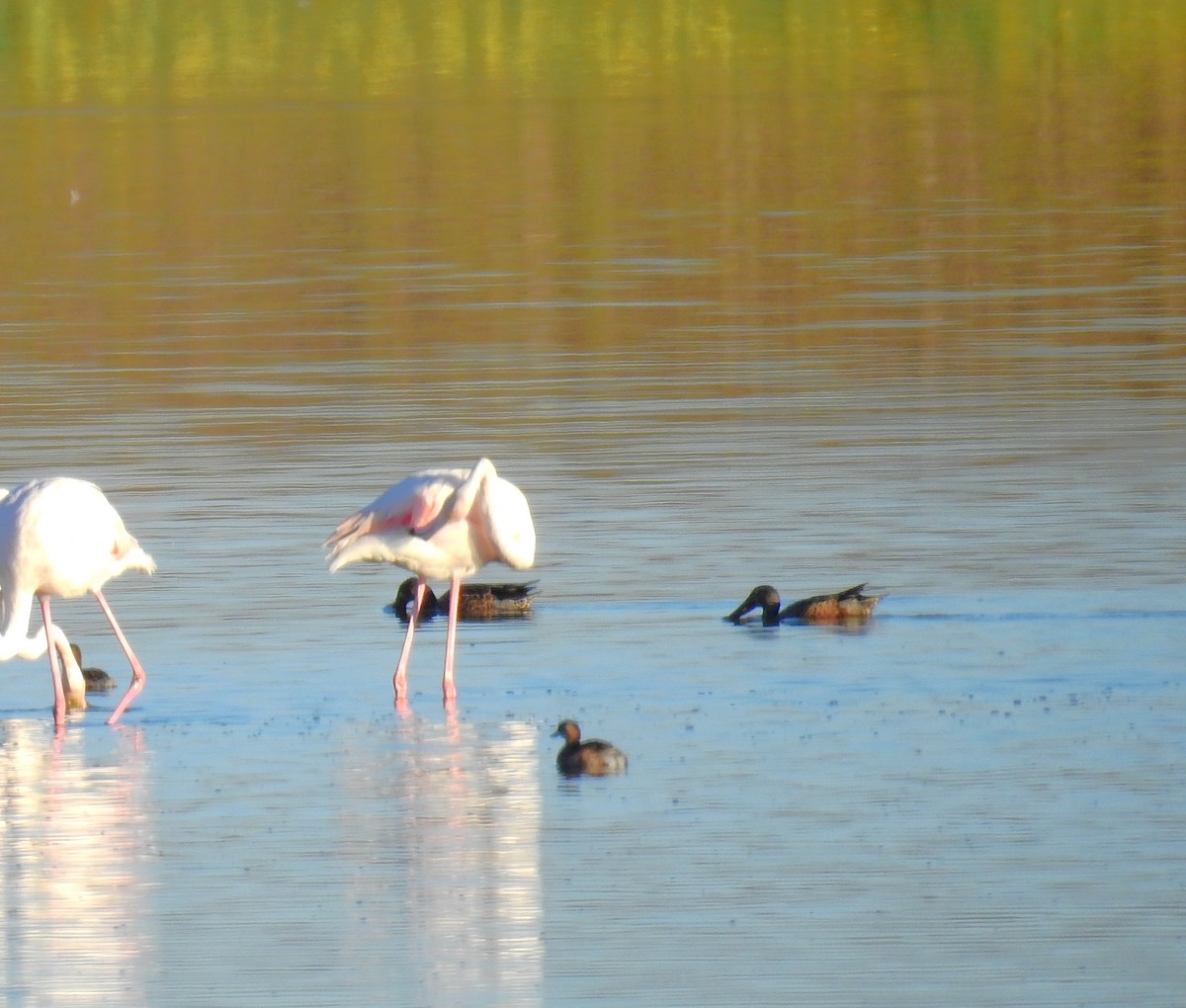 Northern Shoveler - ML623677922