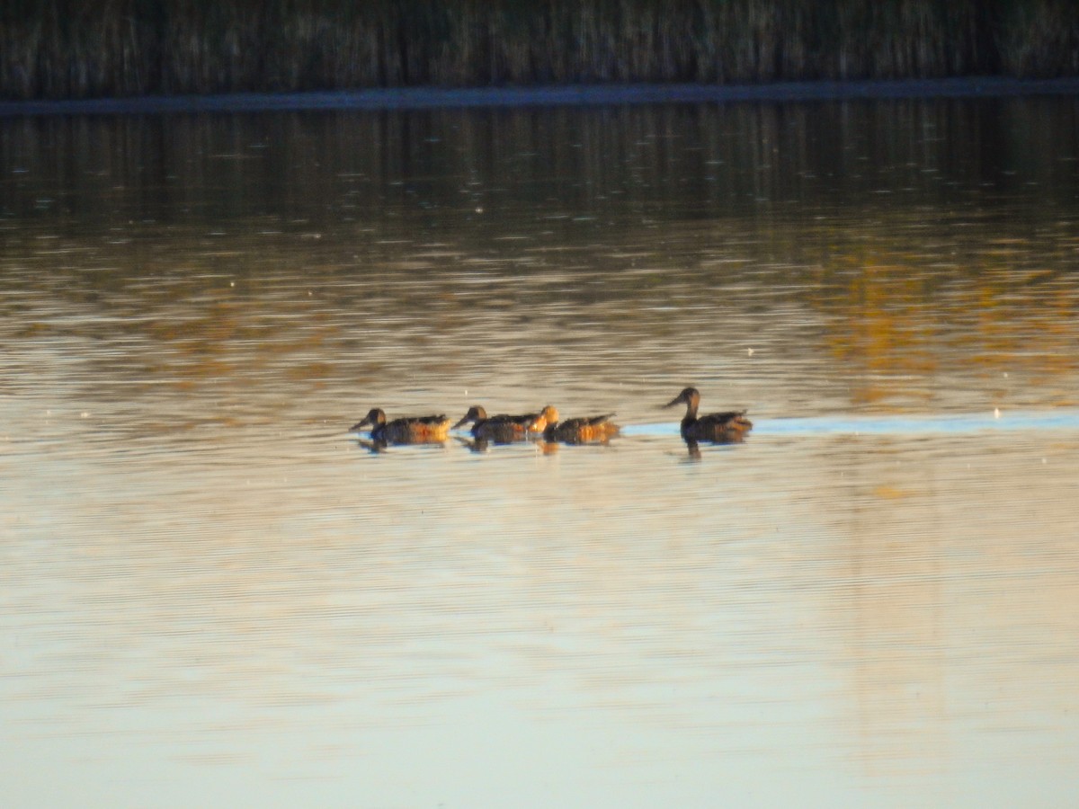 Northern Shoveler - ML623677923