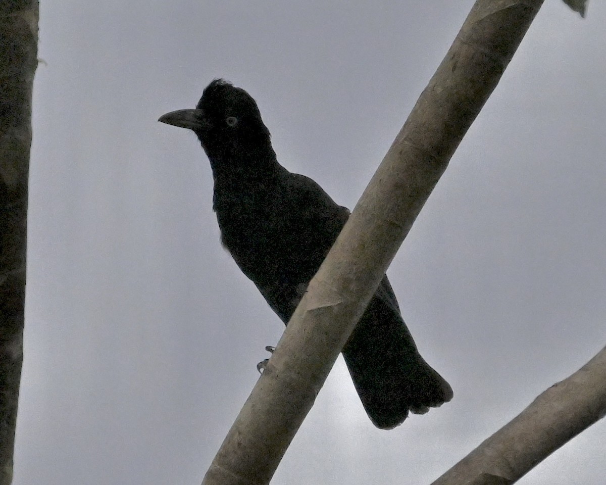 Amazonian Umbrellabird - ML623677931