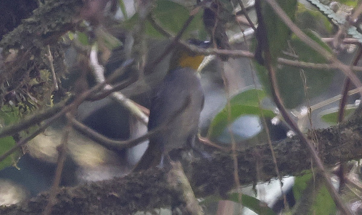 Yellow-throated Chlorospingus - ML623677932