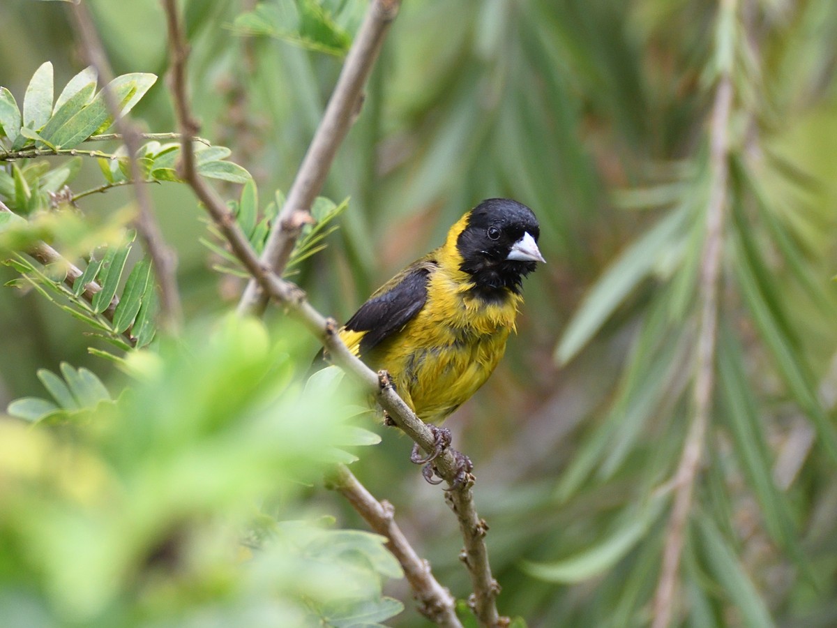 Black-headed Siskin - ML623677945