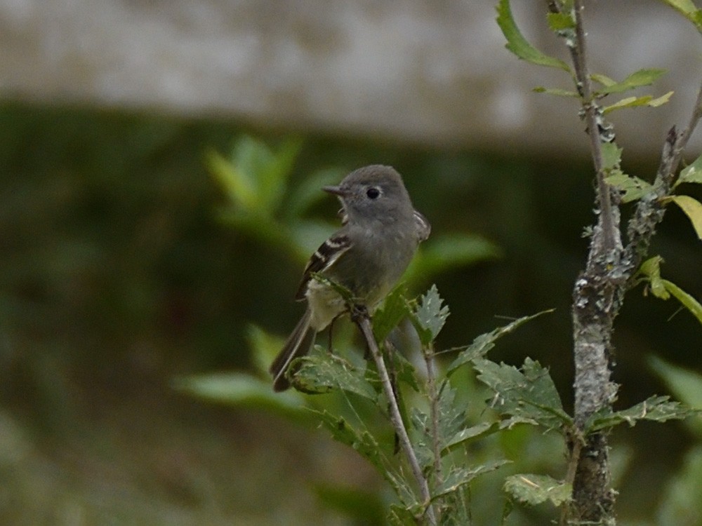 Hammond's Flycatcher - ML623677958