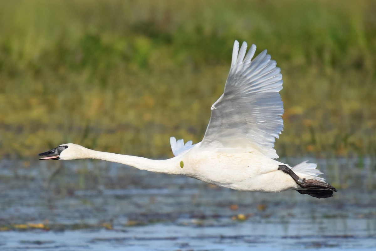 Trumpeter Swan - John Wright