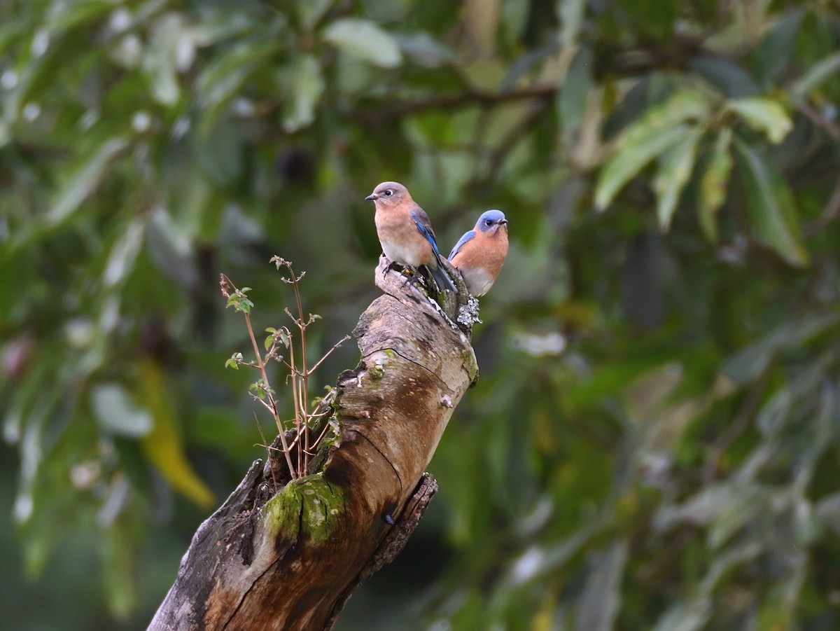 Eastern Bluebird - ML623677991