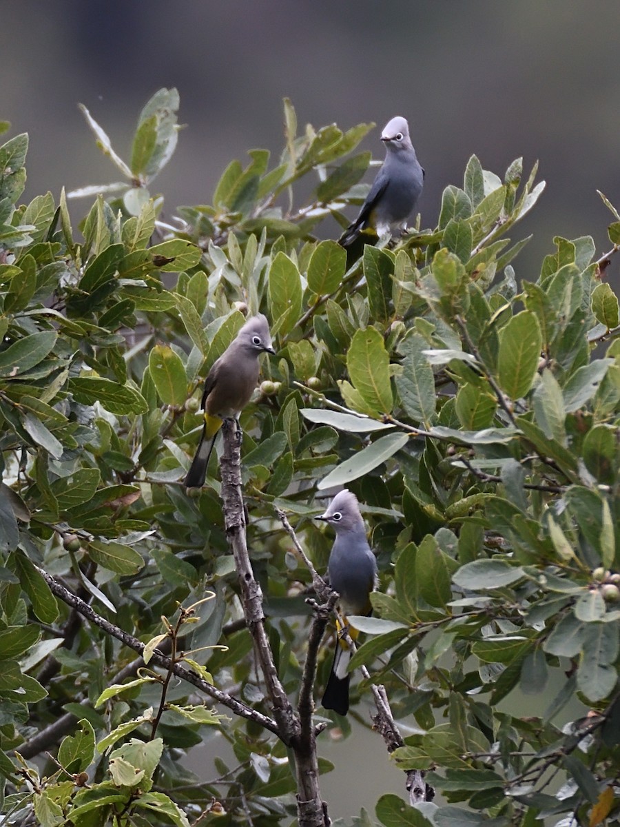 Gray Silky-flycatcher - ML623677998