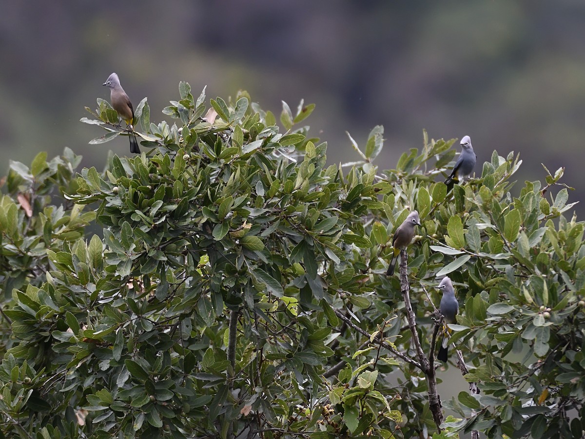 Gray Silky-flycatcher - ML623677999