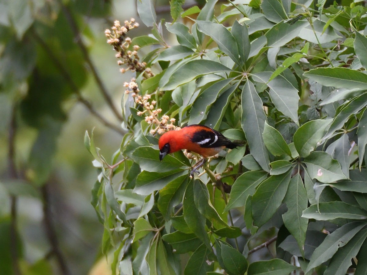 White-winged Tanager - ML623678007