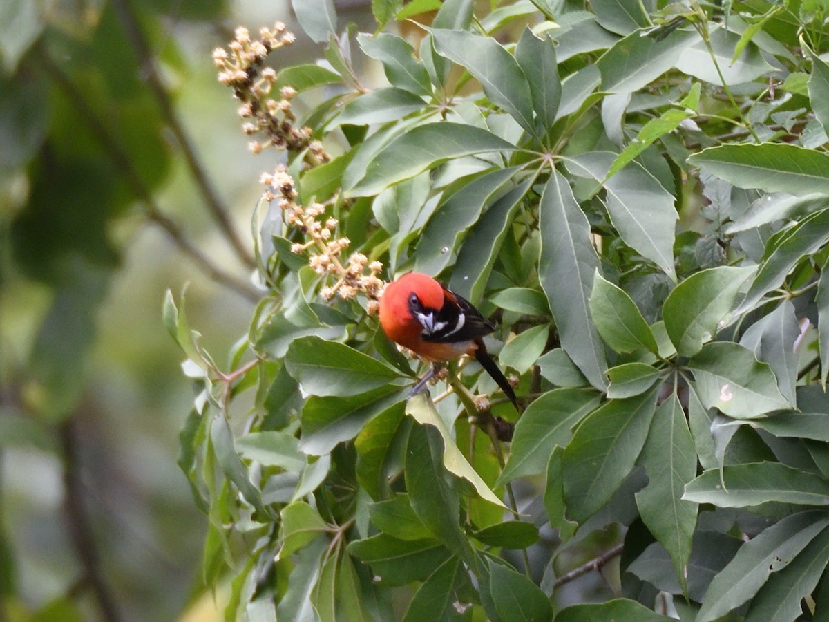 White-winged Tanager - ML623678008