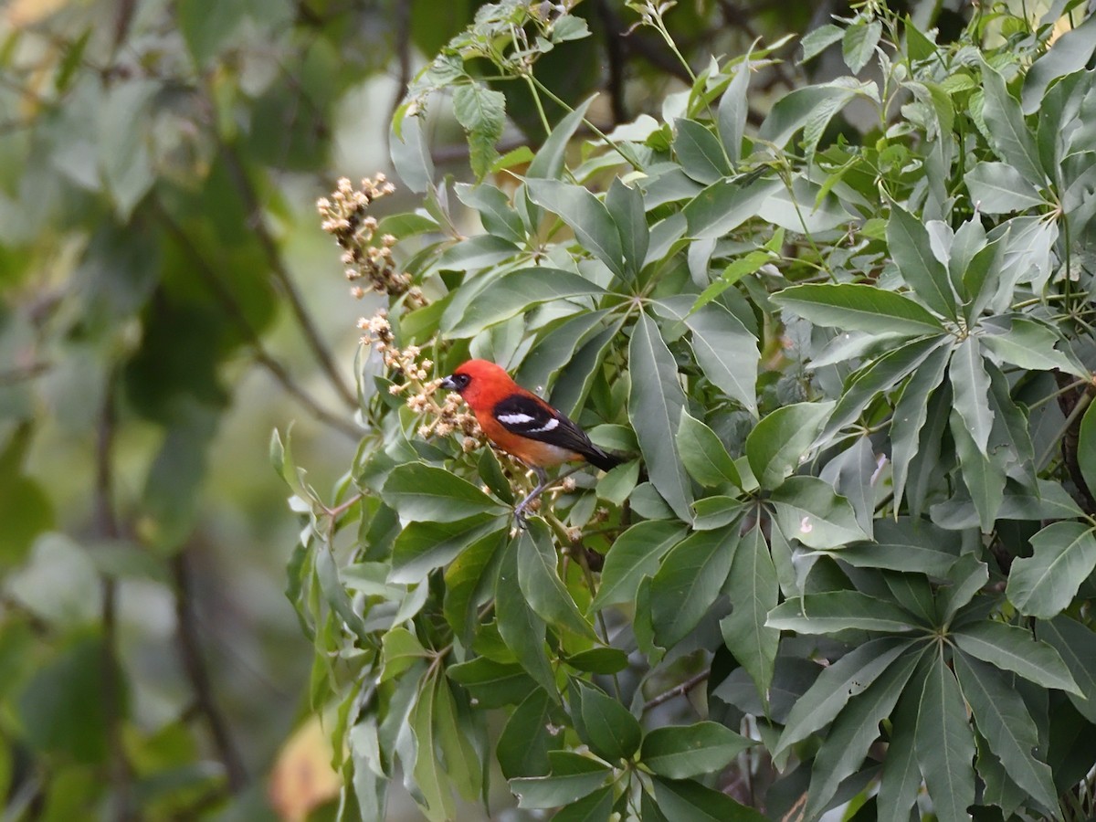 White-winged Tanager - ML623678009