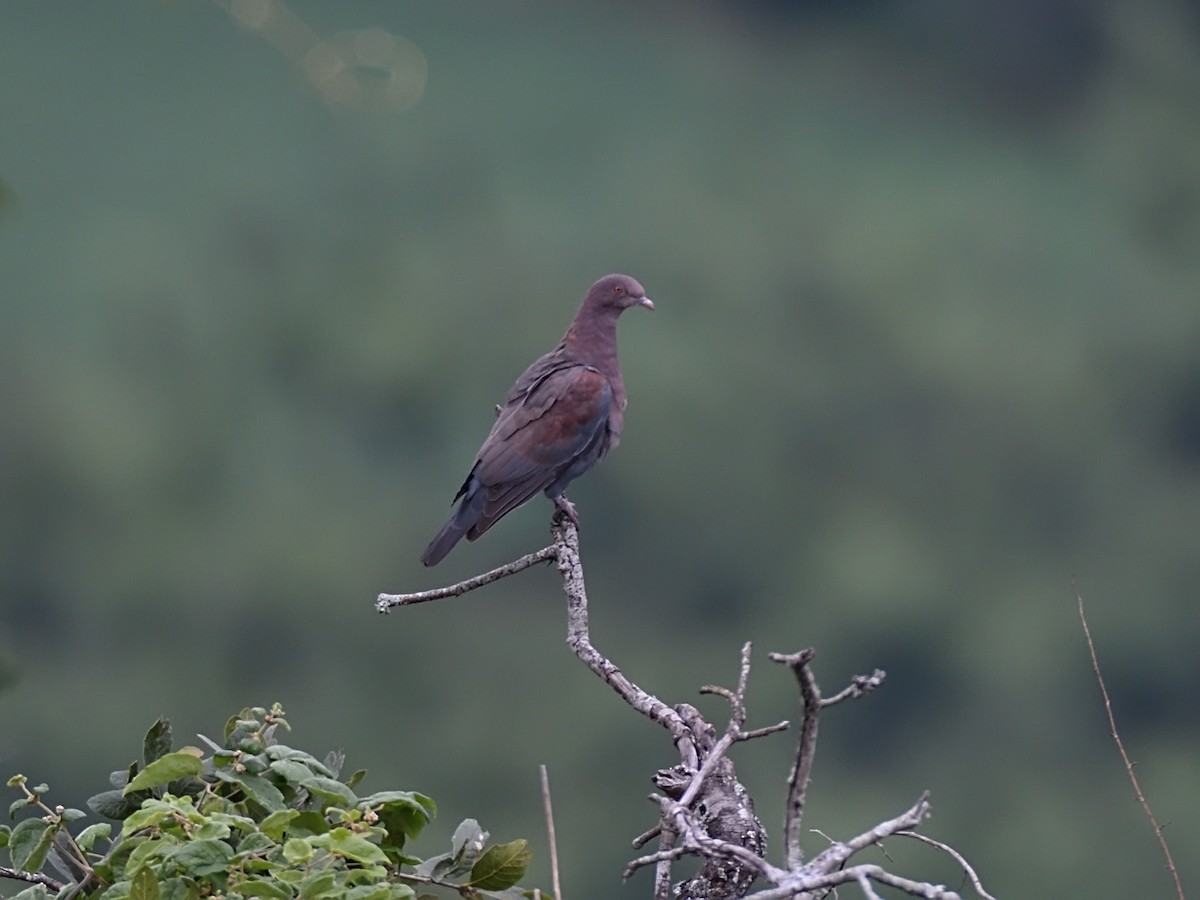 Red-billed Pigeon - ML623678020