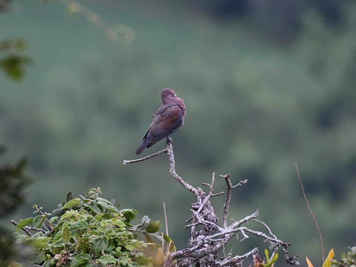 Red-billed Pigeon - ML623678021