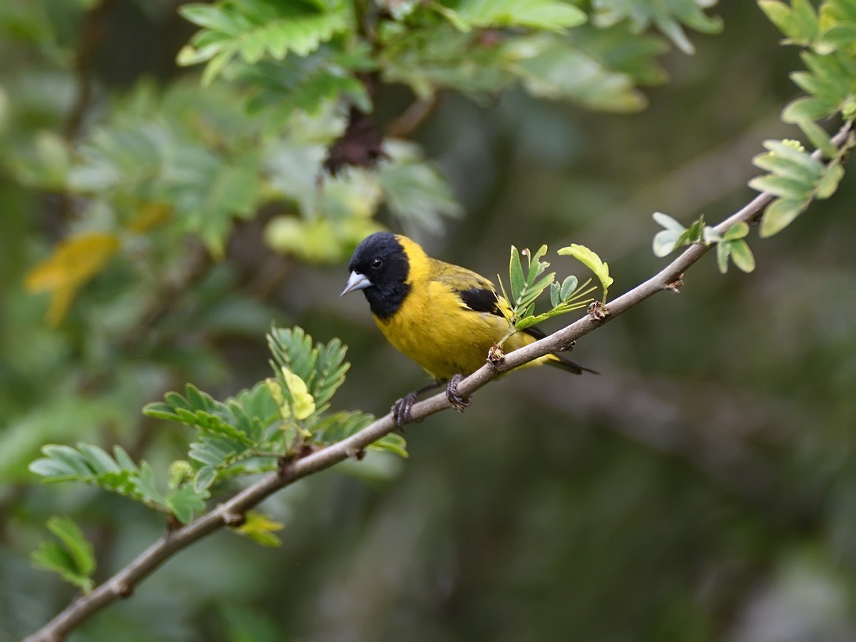 Black-headed Siskin - ML623678033