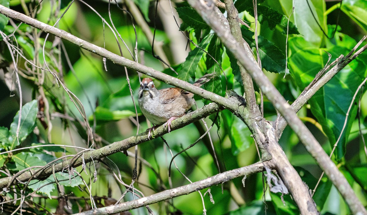 Rusty Sparrow - ML623678049