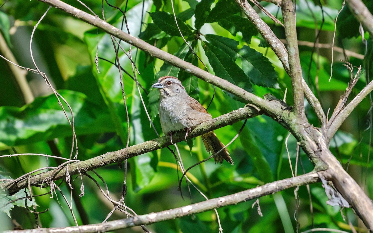 Rusty Sparrow - ML623678053