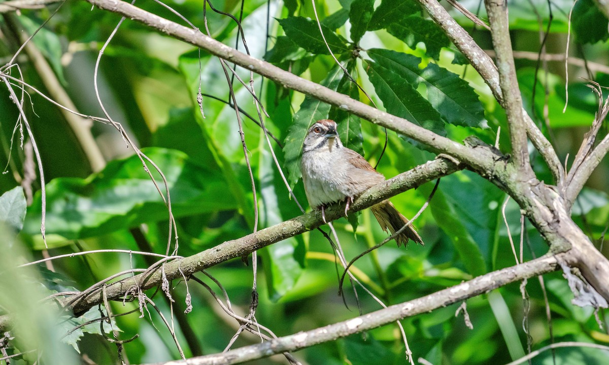 Rusty Sparrow - ML623678061