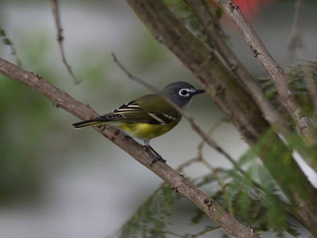 Blue-headed Vireo - ML623678063